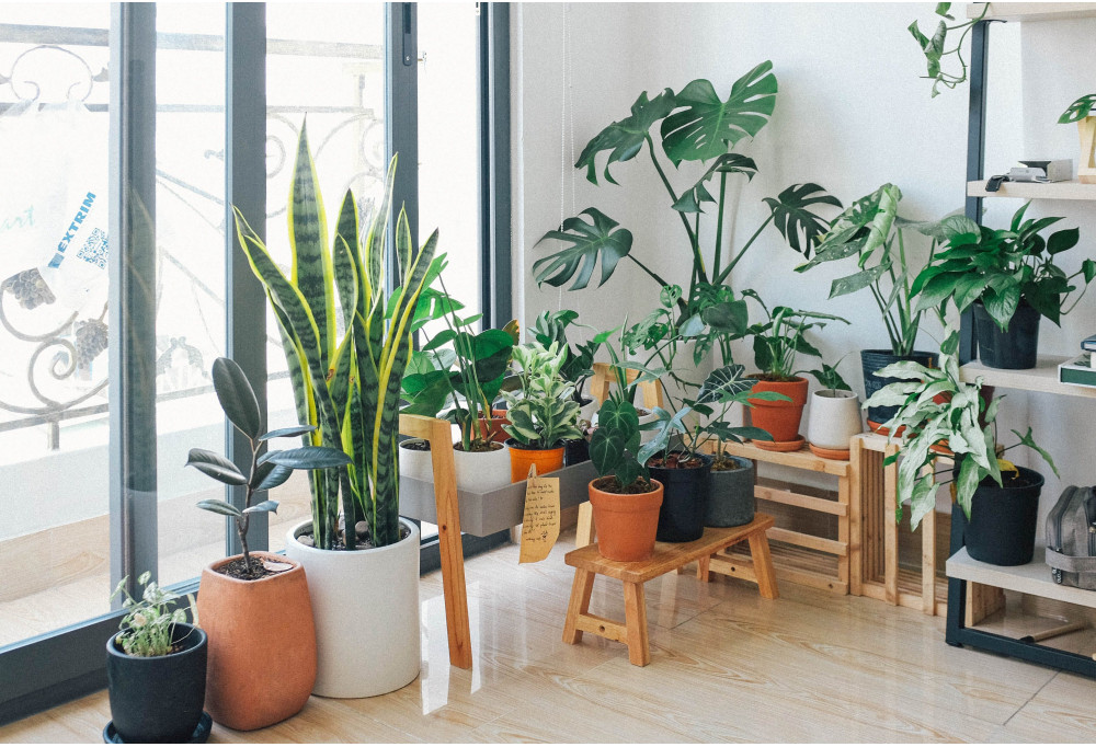 Creare facilmente un giardino d'interno in casa
